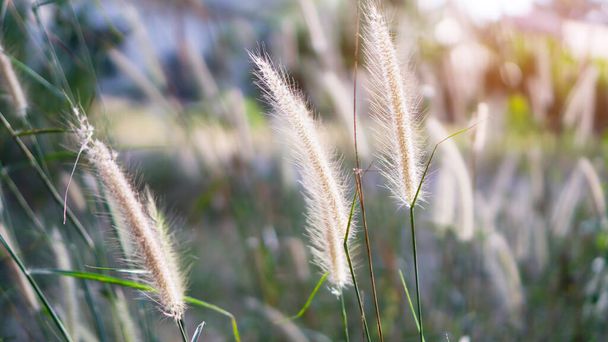 Softhy fluffy white petals of flowering Desho grass, known as Pennisetum pedicellatum plant, blooming under sunlight evening on blurred  - Photo, Image
