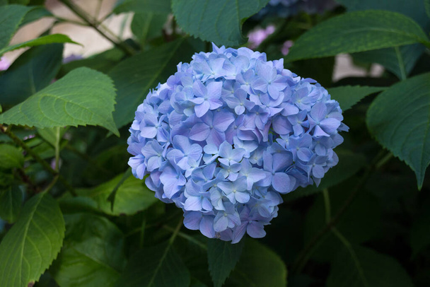 Niebieskie kwiaty hortensji. Hydrangea (powszechnie nazywana hortensją lub hortensją) - rodzaj roślin kwitnących, występujący w Azji Południowej i Wschodniej oraz w Ameryce.. - Zdjęcie, obraz