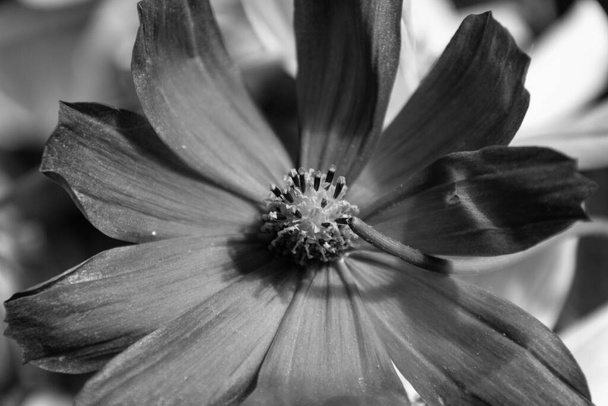 Musta ja valkoinen kosmoksen kukka. Cosmos bipinnatus, yleisesti kutsutaan puutarha kosmos tai Meksikon aster, on keskikokoinen kukkiva nurmikasvien kasvi kotoisin Meksikosta. - Valokuva, kuva