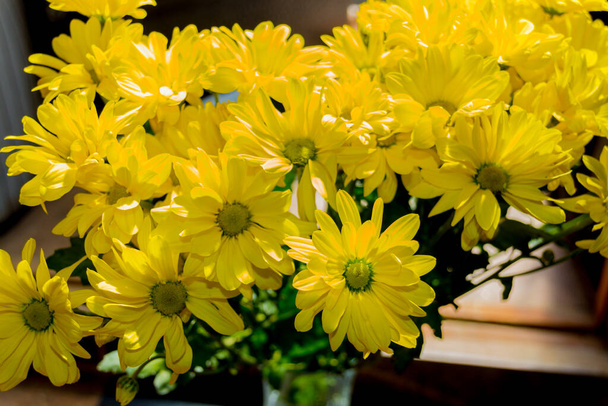 Fleurs de chrysanthème jaune. Les chrysanthèmes, parfois appelés mamans ou chrysanthes, sont des plantes à fleurs du genre Chrysanthemum de la famille des Asteraceae.. - Photo, image