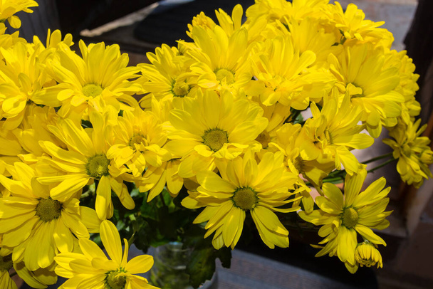Żółte kwiaty chryzantemy. Chryzantemy, czasami nazywane mamami lub chryzantami, są roślinami kwitnącymi z rodzaju Chryzantemy w rodzinie Asteraceae. - Zdjęcie, obraz