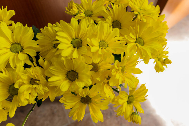 Sárga krizantém virágok. A krizantém, más néven anya vagy krizantém, az Asteraceae családba tartozó krizantém nemzetségbe tartozó virágzó növény.. - Fotó, kép
