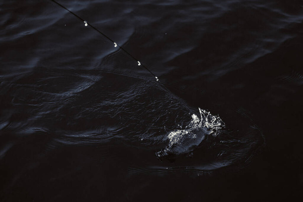 Pesca da truta no lago
 - Foto, Imagem