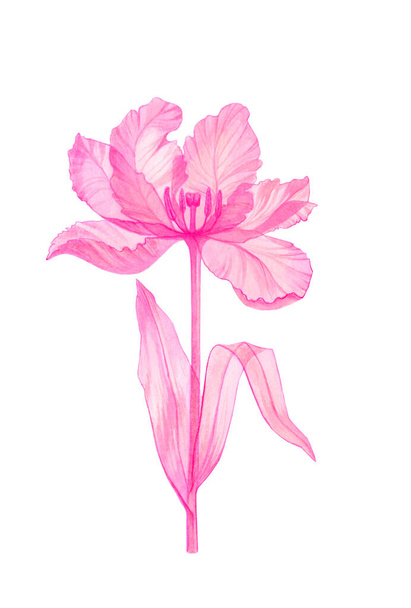 Tulipán rózsaszín átlátszó virág - Fotó, kép