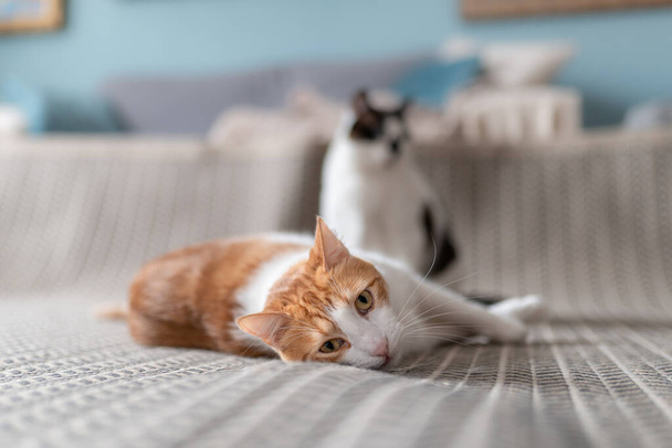fehér és barna macska sárga szemekkel feküdt egy szőnyegen, megérint valamit a szőnyeg alatt - Fotó, kép