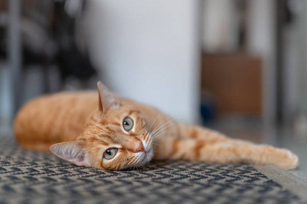beautiful tabby cat with green eyes lying on the carpet, look at the camera - Photo, Image