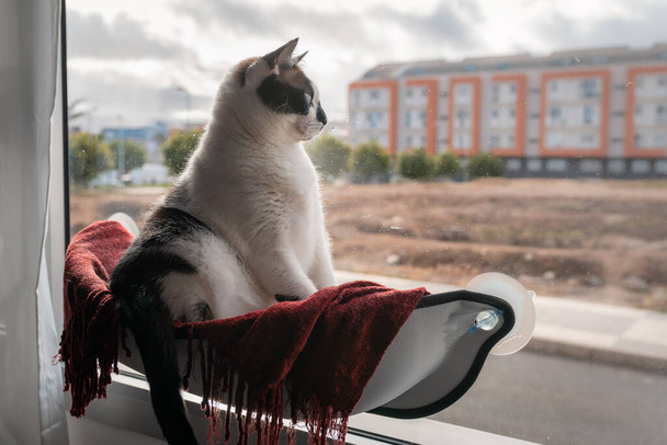gruby niebieskooki kot siedzący w hamaku przy oknie, spoglądający na zewnątrz  - Zdjęcie, obraz