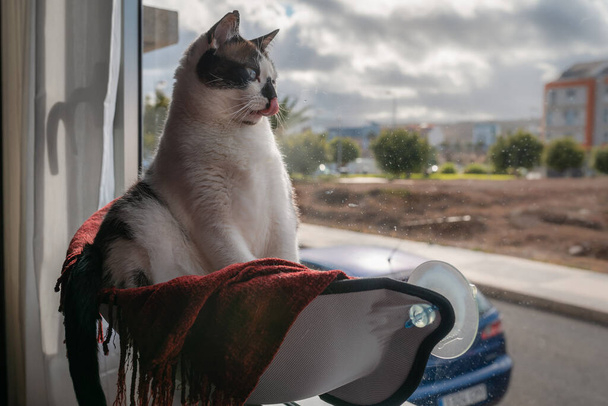 gordura de olhos azuis gato sentado em uma rede pela janela, olha para fora e lambe seu focinho
 - Foto, Imagem