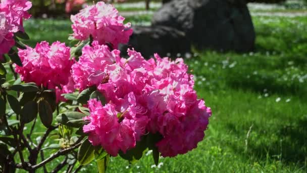 Цветущий розовый рододендрон в солнечный день. розовые рододендроны, качающиеся на ветру
. - Кадры, видео