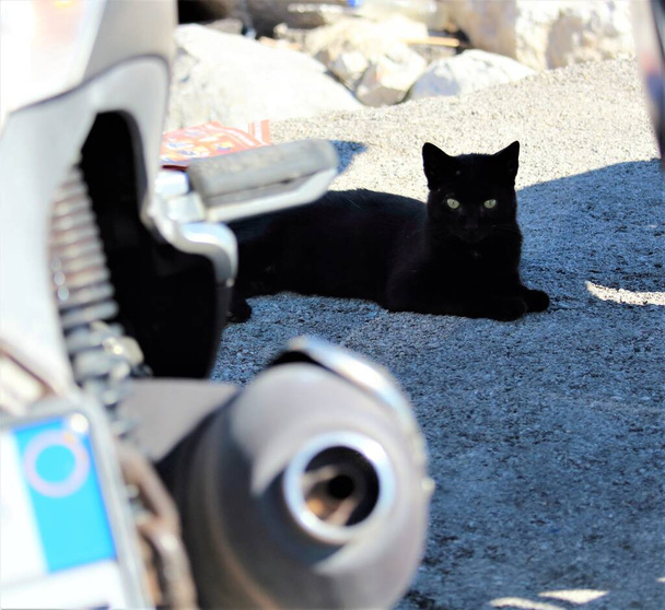 image évocatrice d'un chat noir immobile couché à l'ombre d'un scooter en arrière-plan - Photo, image