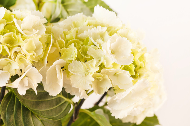 Beautiful hydrangea - Фото, изображение