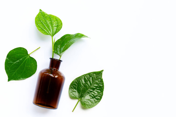 Piper sarmentosum or Wildbetal leafbush with essential oil bottle on white background. Copy space - Fotografie, Obrázek