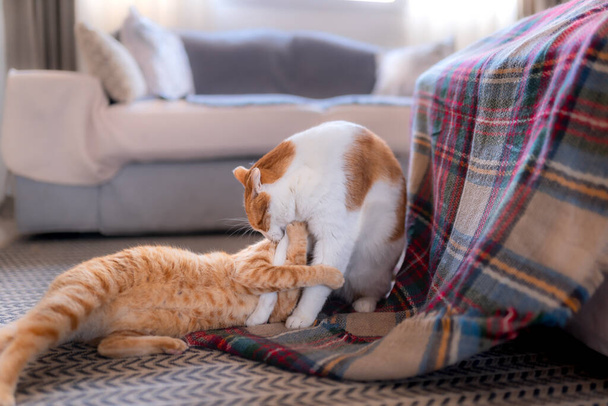 tabby kot bawi się z innym kotem na kolorowy koc i przytula jego łapki - Zdjęcie, obraz