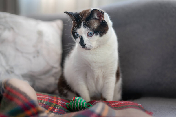 czarny i biały kot z niebieskimi oczami i nakrapianym nosem, siedzi na kolorowym kocu  - Zdjęcie, obraz