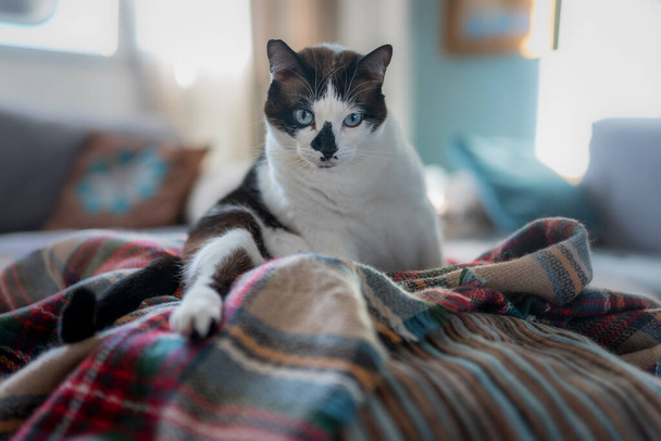 Mavi gözlü, benekli burunlu siyah beyaz kedi, renkli bir battaniyenin üzerinde oturur ve kameraya bakar. - Fotoğraf, Görsel