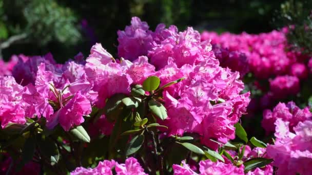 Kukinta vaaleanpunainen alppiruusu aurinkoisena päivänä. vaaleanpunaiset alppiruusut tuulessa. - Materiaali, video