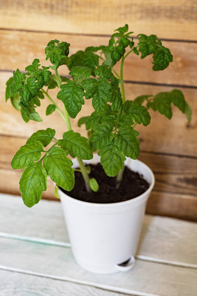 Homemade variety of potted tomatoes at home with green leaves, plant care - Foto, Bild