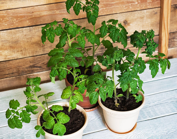 Homemade variety of potted tomatoes at home with green leaves, plant care - Foto, Bild