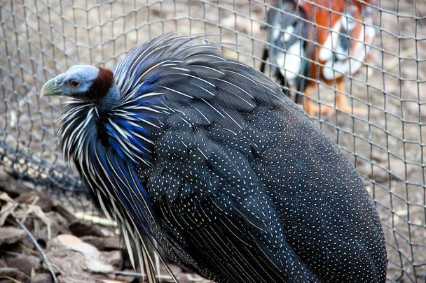 Vulturine guineafuil. Donkergrijze en blauwe vogel spangled met wit.  - Foto, afbeelding