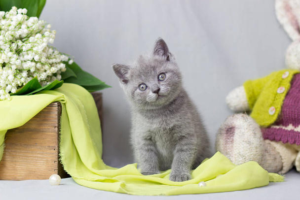 British Shorthair kitten sitting in front of gray background - Valokuva, kuva