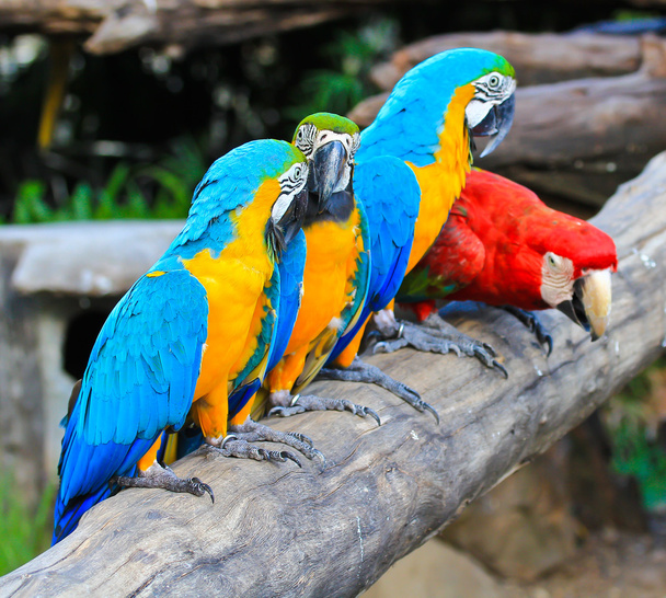 Colorful macaw - Foto, Imagen