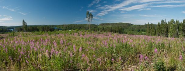Natura ladscape della Finlandia centrale
. - Foto, immagini
