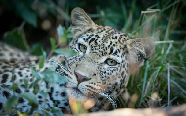 Portrét dospělého leoparda s krásnýma zelenýma očima ležícího v zelené trávě v Khwai Okavango Delta Botswana - Fotografie, Obrázek