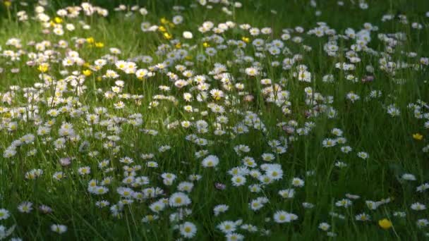 white daisy field. field of white daisies in the wind swaying close up. - Footage, Video
