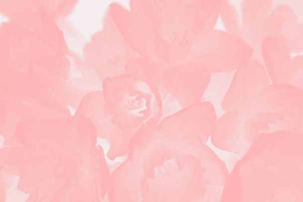 Abstract roze koraal achtergrond met narcissen bloemen patroon, bloemen achtergrond - Foto, afbeelding