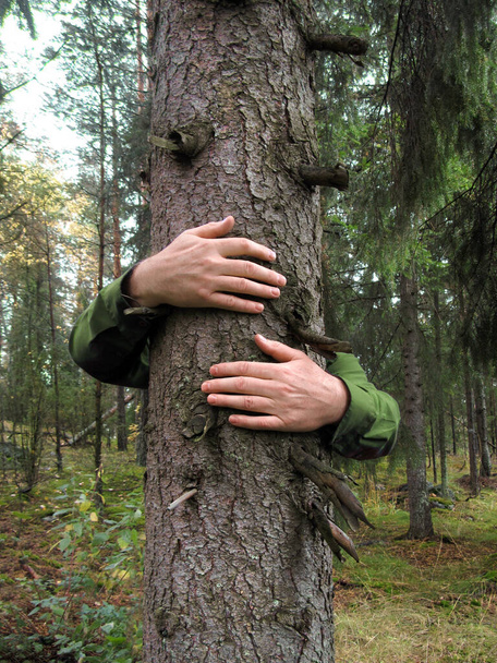 Mani avvolte intorno ad un abete rosso abbracciare, concetto ambientale
               - Foto, immagini