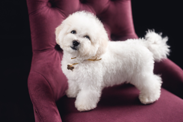 Küçük beyaz bir Bichon Frize durup kameraya bakar. Beyaz köpek menekşe koltukta - Fotoğraf, Görsel