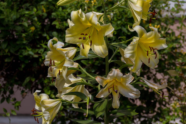 Blossoming yellow lilium flower. Lilium (members of which are true lilies) is a genus of herbaceous flowering plants growing from bulbs, all with large prominent flowers. - Photo, Image