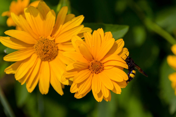 L'ape raccoglie il polline sui fiori doronikum. Doronicum è un genere di piante da fiore della famiglia dei girasoli, noto come leopardo-banane
. - Foto, immagini