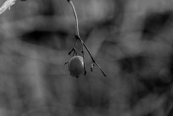 Musta ja valkoinen viburnum puutarhassa. Viburnum opulus marjat ja lehdet ulkona syksyllä. - Valokuva, kuva