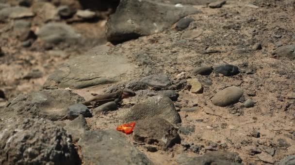 Un primer plano viendo a un lagarto comiendo un tomate
 - Metraje, vídeo