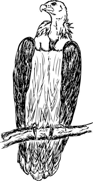 Large vulture - Wektor, obraz