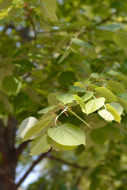 Silver lime leaves - Latin name - Tilia tomentosa - Фото, зображення