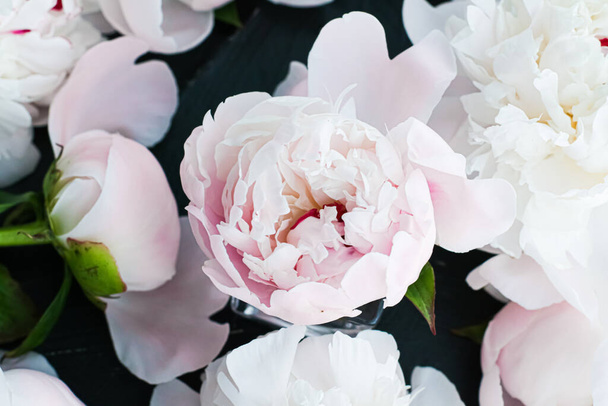 Blooming peony flowers as floral art background, botanical flatlay and luxury branding - Foto, imagen