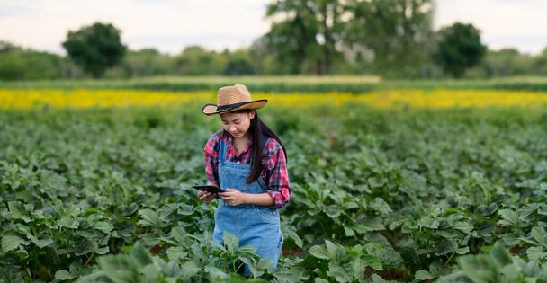 Landwirt inspiziert Bio-Gemüse.Bäuerin asiatische Frauen inspizieren Knoblauch in landwirtschaftlichem Garten. Pflanzenwachstum - Foto, Bild