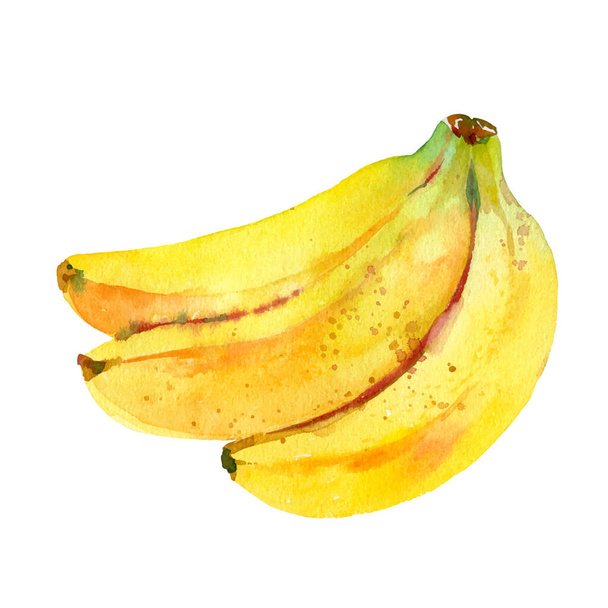Акварель Векторна бананова ілюстрація. Рука намальована гілкою банана. Свіжі жовті фрукти. Акварельний ботанічний живопис
. - Вектор, зображення
