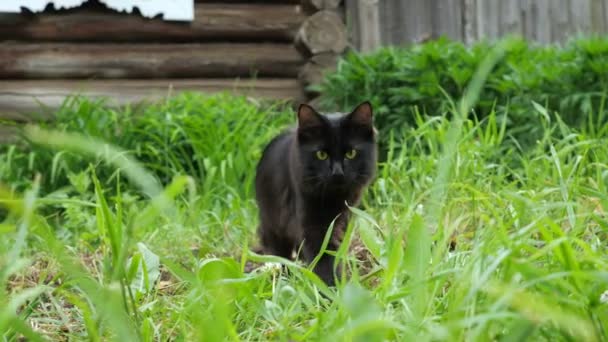 Красива чорна кішка в траві на фоні дерев'яного будинку
 - Кадри, відео