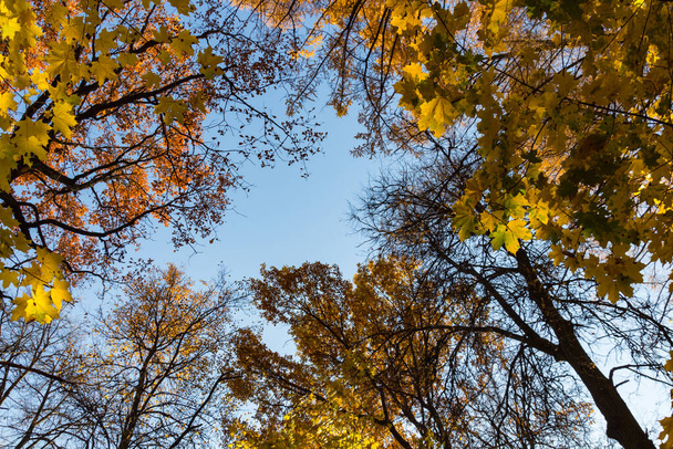 Velké krásné javory proti jasné obloze v podzimním parku - Fotografie, Obrázek