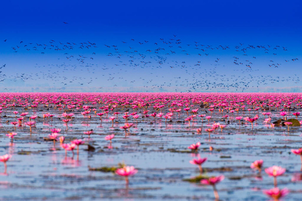 Die Vogelgruppe fliegt über den rosa Seerosensee in der thailändischen Provinz Udonthani. - Foto, Bild