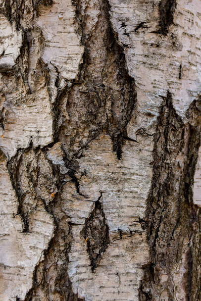 Abstract wood texture bark.  Bark of the birch tree. - Фото, зображення