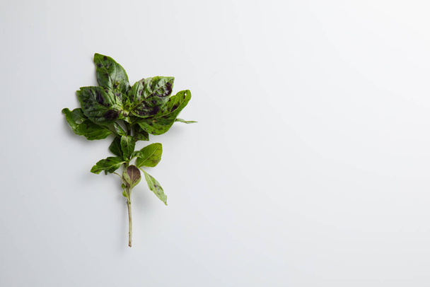 Basil on a white background. Minimum concept - Foto, afbeelding