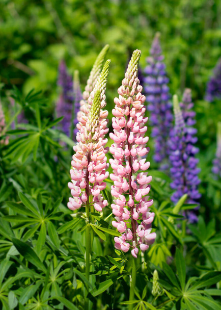 Lupinus, lupin, vlčí pole s růžovými purpurovými a modrými květy. Bunch of lupines léto květinové pozadí - Fotografie, Obrázek
