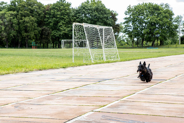 o cão terrier escocês joga esportes, corre curta distância
 - Foto, Imagem