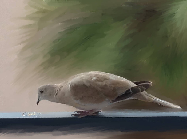 Turtledove pecking the bread crumbs - 写真・画像