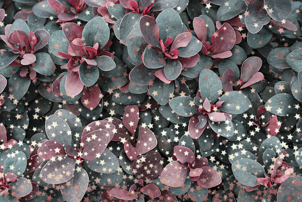 Beautiful floral background with stars. - Photo, Image