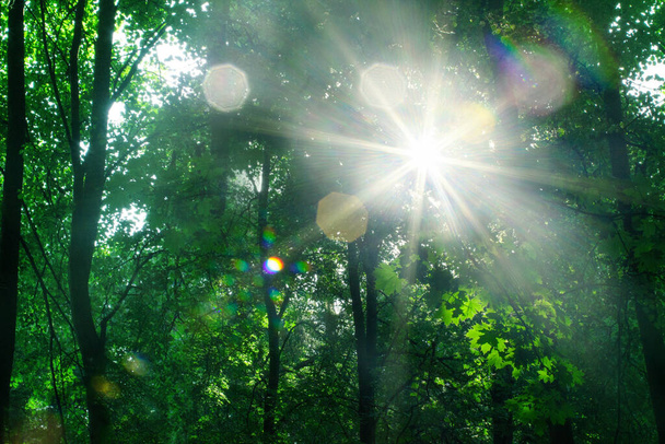 Parlak sabah güneşinin ışıkları yeşil yaprakların üzerine vurur. Arka planda kalan ağaçlar, yazın güneşli olan orman manzarası, yeşil yaprakların üzerinde parlayan güneş ışığı, akçaağaç ağacında parlayan güneş ışığı, gün doğumunda parlayan güneş ışığı. - Fotoğraf, Görsel